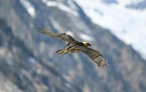 Conférence STOM -  Rapaces des Pyrénées