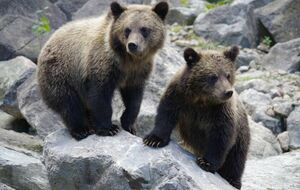 Conférence STOM -  "Mieux comprendre et coexister avec l'ours brun des Pyrénées"